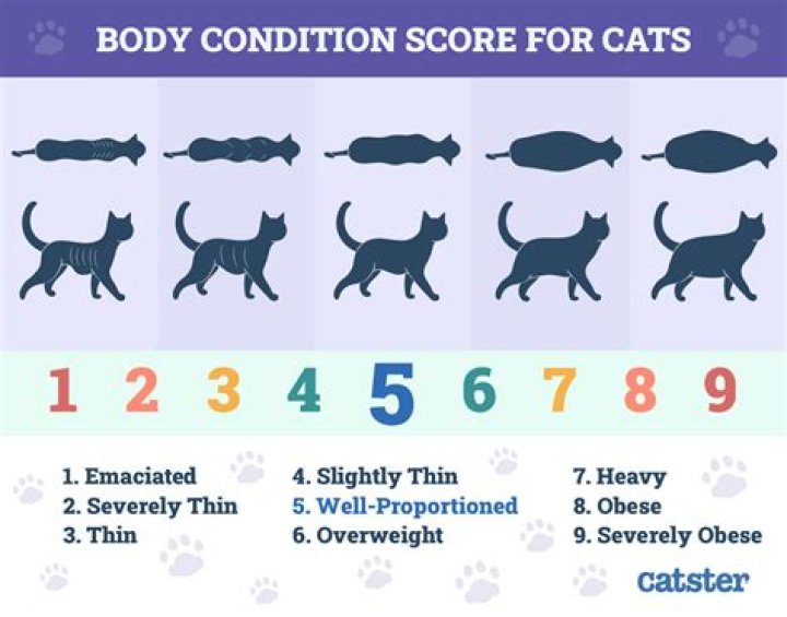 What is an obese feline?