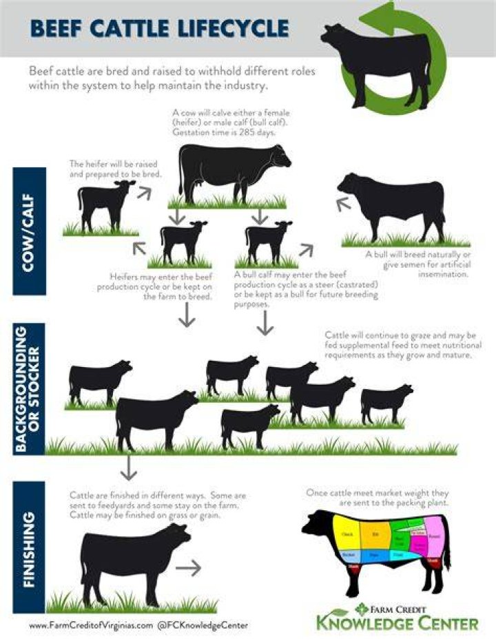 What is baby beef called?