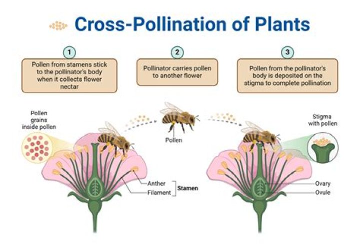 What is cross pollination short answer?