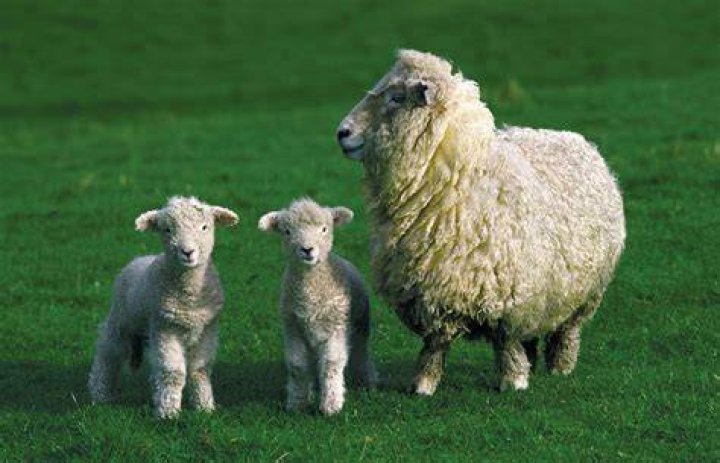 What is ewe in animal?