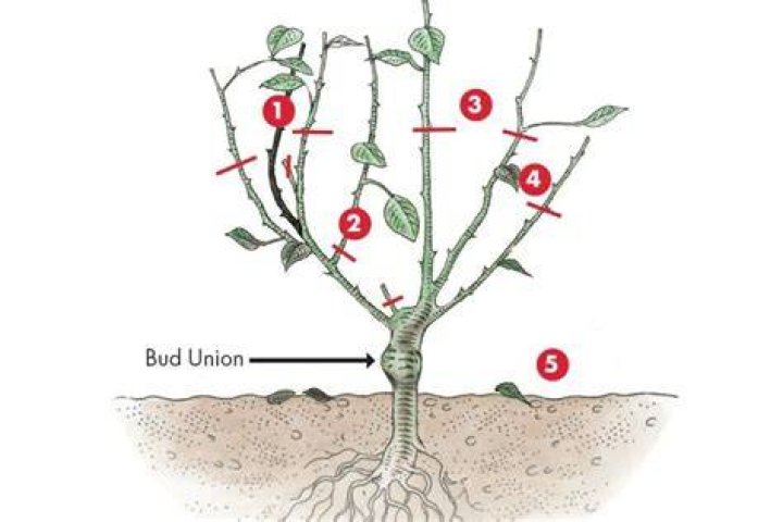 What is meant by hard pruning?