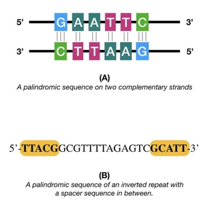 What is palindromic DNA?