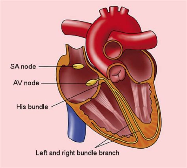 What is SA node class 11?