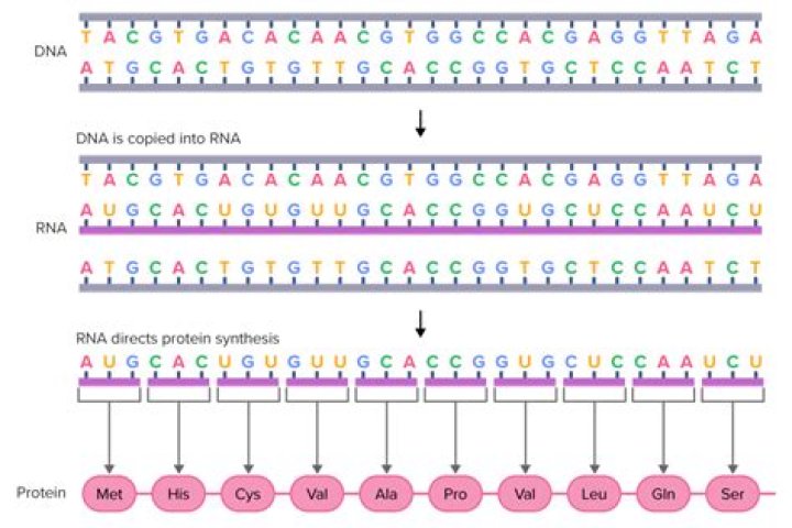 What is sequence length in protein?