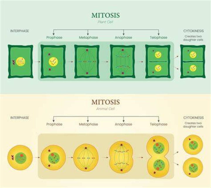 What is significance of mitosis?