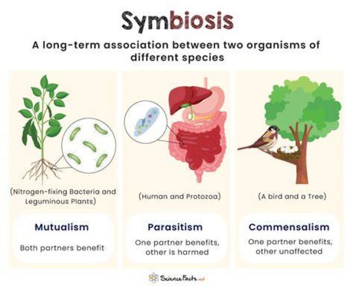 What is symbiotic example?