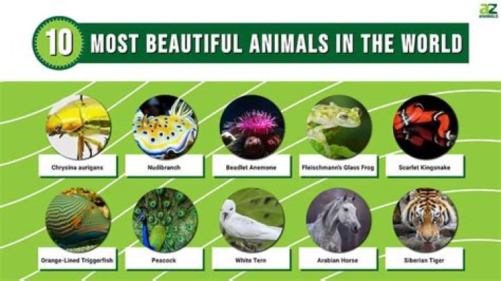 What is the best animal to keep grass down?