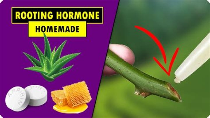 What is the best homemade rooting hormone?
