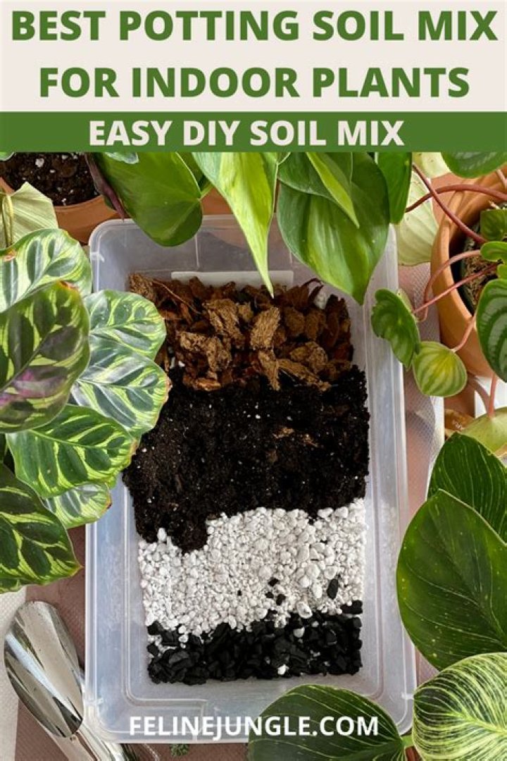 What is the best potting mix for indoor palms?