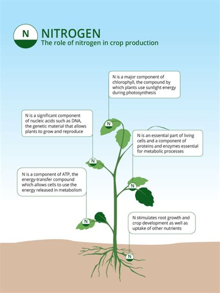 What is the best source of nitrogen for plants?