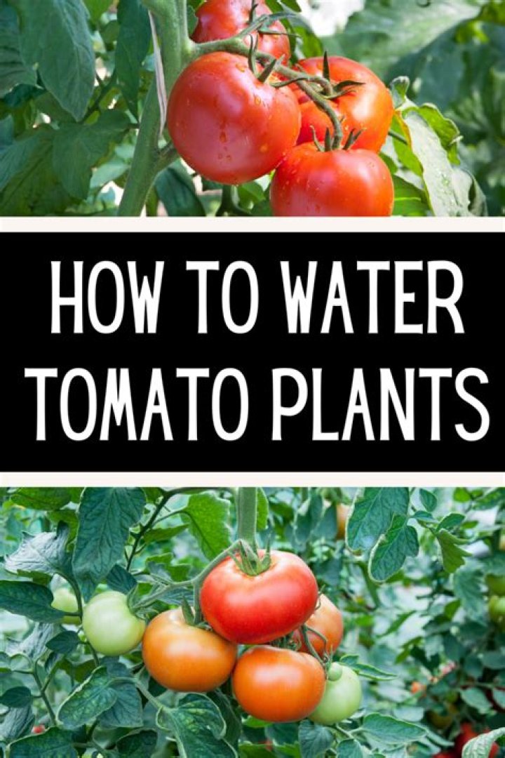 What is the best way to water tomatoes?