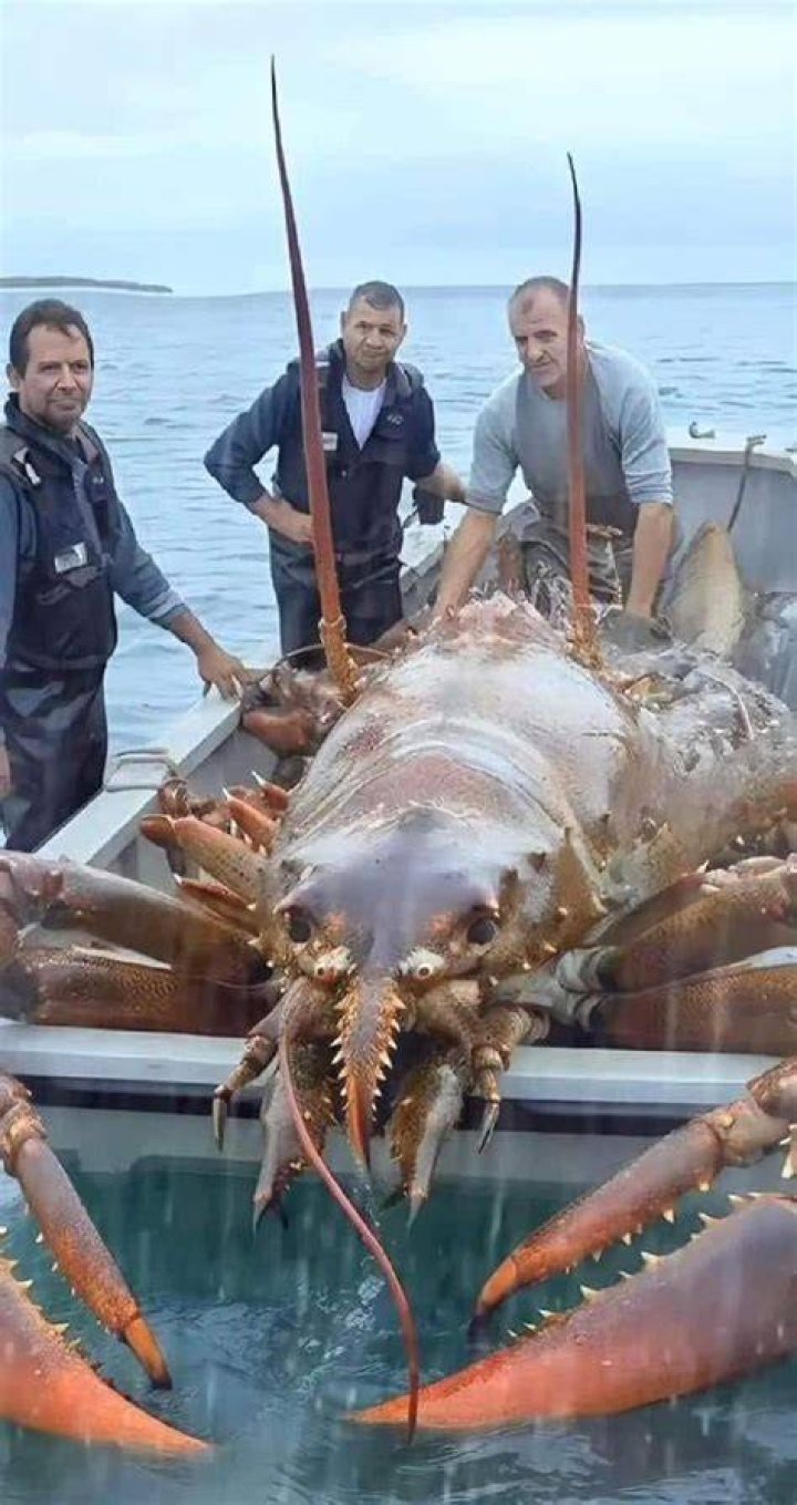 What is the biggest lobster ever caught?