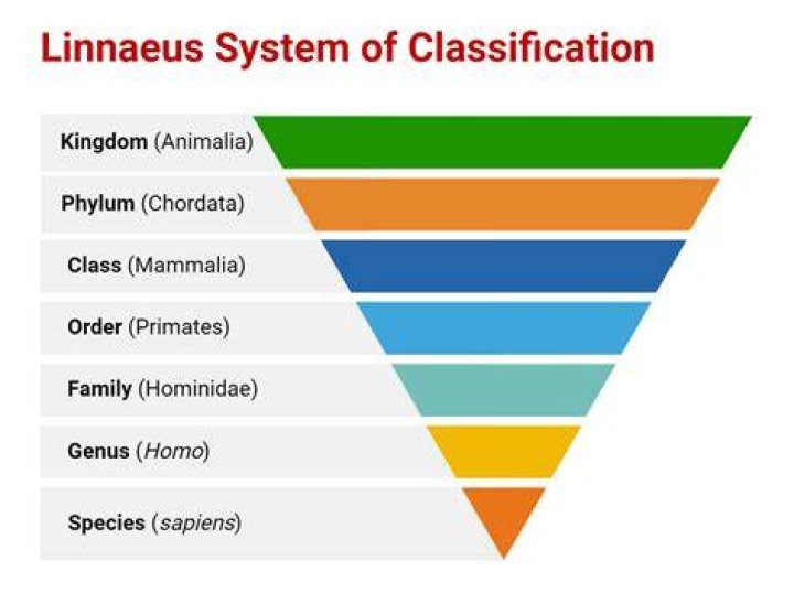 What is the classification of snake?