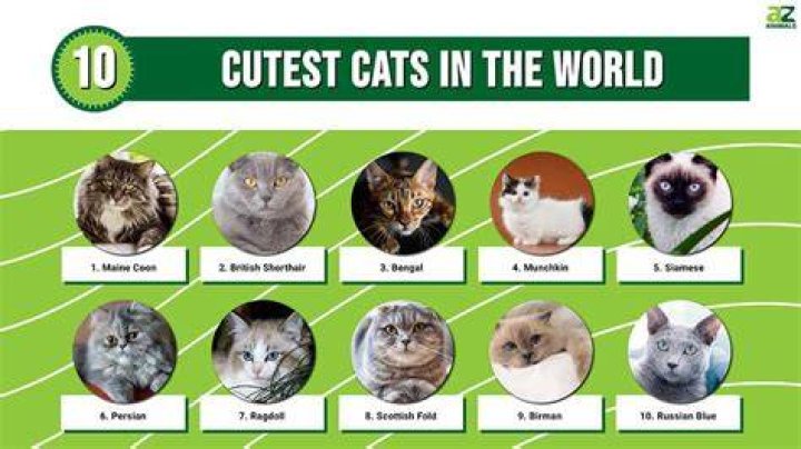What is the cutest cat name in the world?