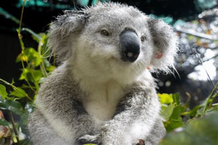 What is the cutest most endangered animal?