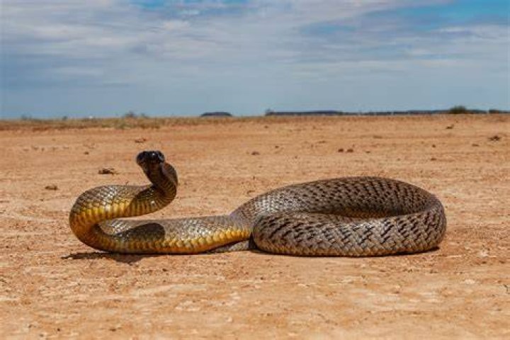What is the deadliest land snake in the world?