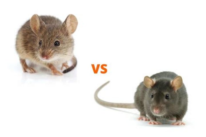 What is the difference between a good mouse and a bad mouse?