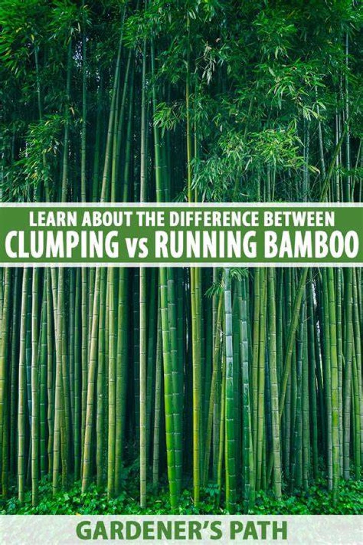 What is the difference between clumping and running bamboo?