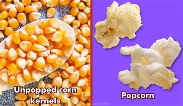 What is the difference between corn kernels and popcorn?