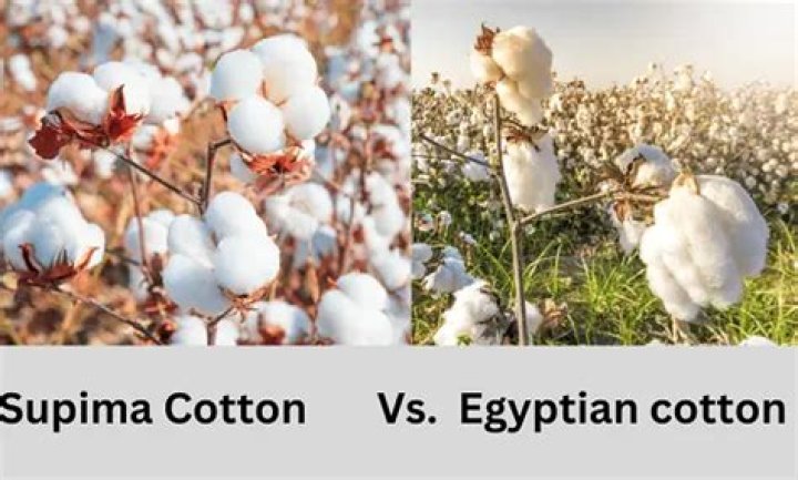 What is the difference between cotton and Egyptian cotton?