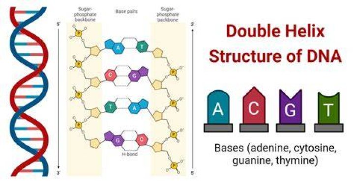 What is the double helix structure called?