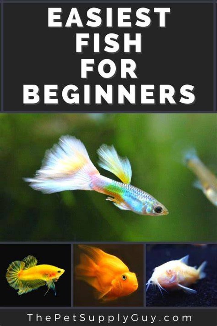 What is the easiest fish to keep alive?