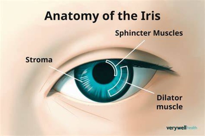 What is the function of the iris in the eye?