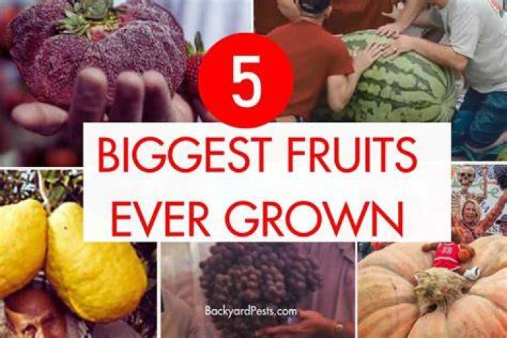 What is the heaviest fruit ever grown?