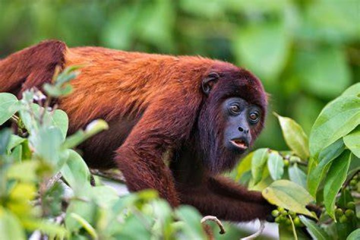 What is the howler?
