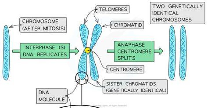 What is the importance of chromosome replication during interphase?