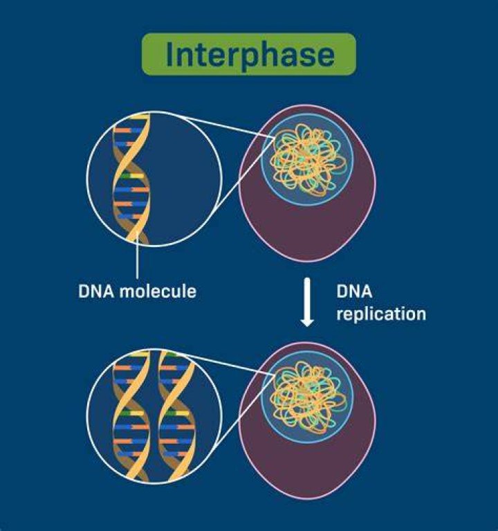 What is the importance of DNA replication during interphase?