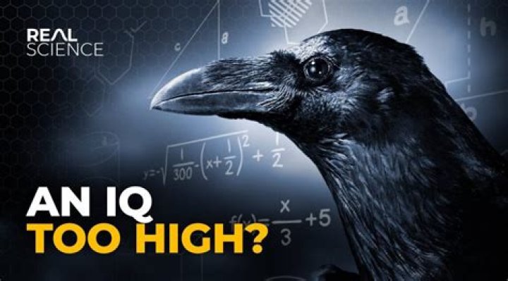 What is the IQ of Raven?