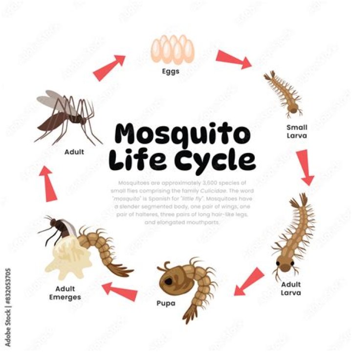 What is the mode of reproduction of mosquito?