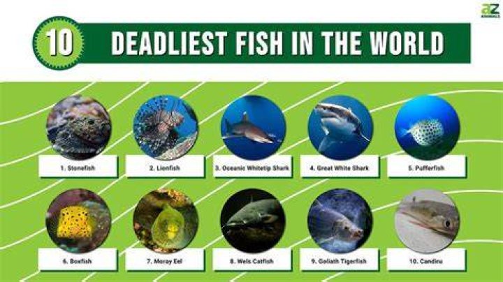 What is the most deadly fish?