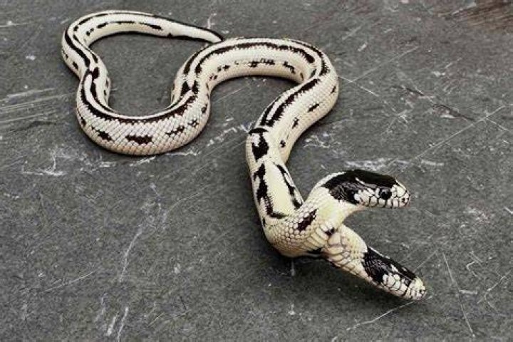What is the name of a snake with two heads?