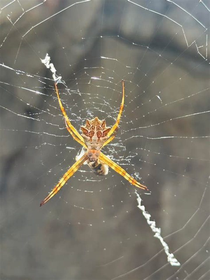 What is the prettiest spider?