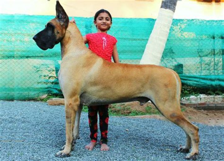What is the price of dog in India?