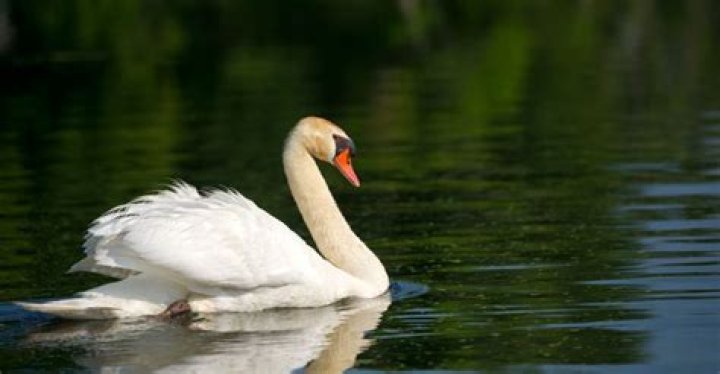 What is the quietest bird ever?