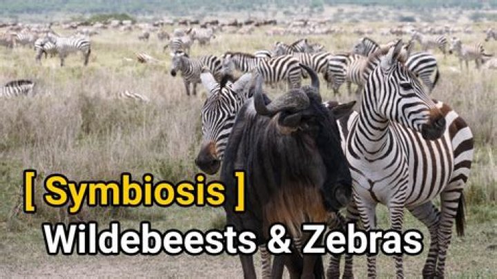 What is the relationship between lion and zebra?