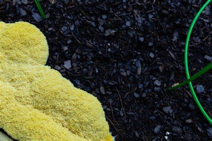 What is the yellow stuff in my mulch?