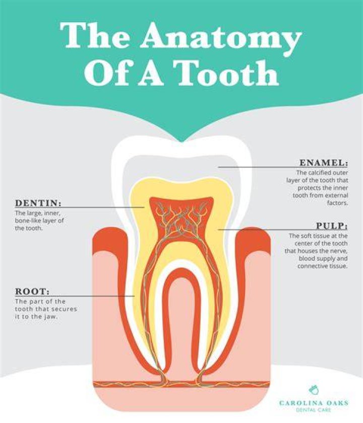 What is tooth profile?