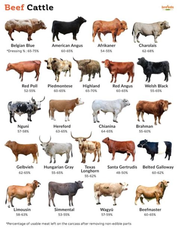 What kind of cattle is best for beef?