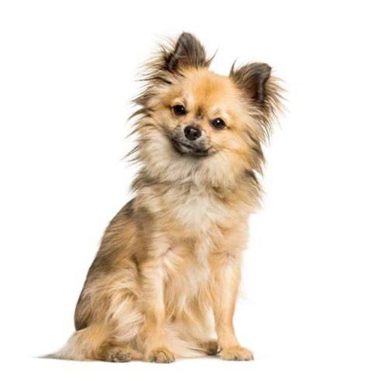 What kind of dog has patches of two colors?