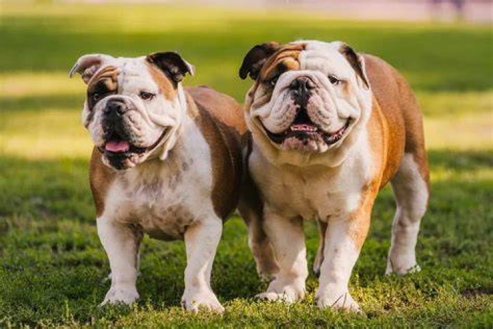 What kind of dog looks like a pug?