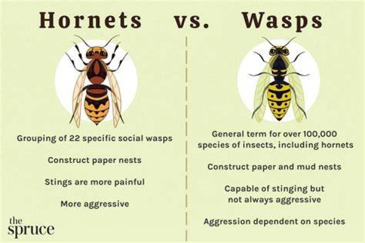 What kind of flowers do wasps hate?