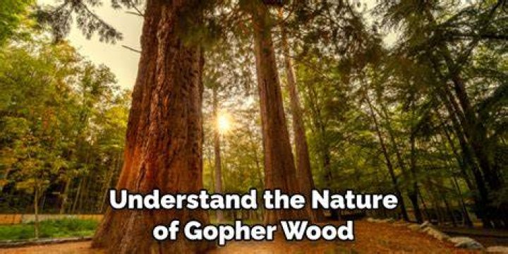 What kind of wood is gopher wood?