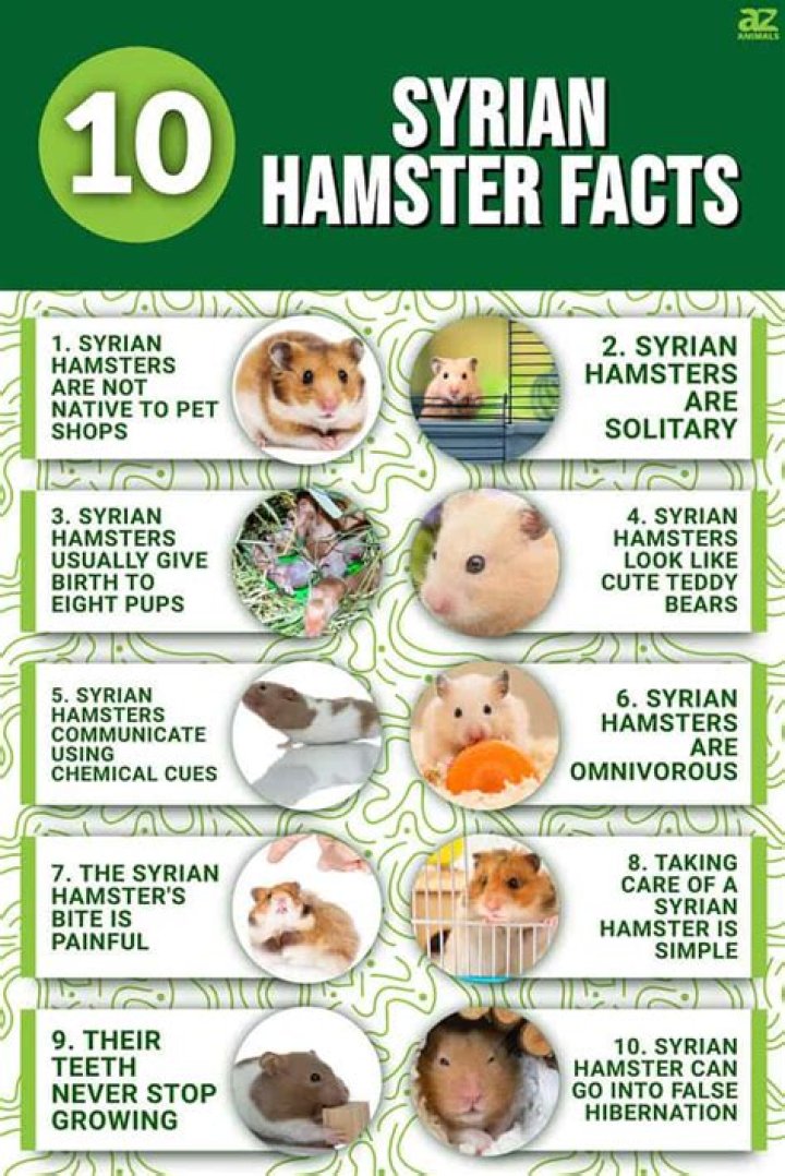What language do hamsters speak?