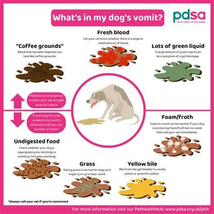 What medicine can I give my dog for vomiting?