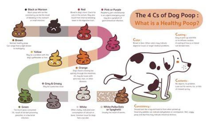 What organ does a dog not have?