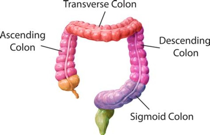 What part of colon is on left?
